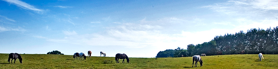 Pferde, Ponys auf der Koppel